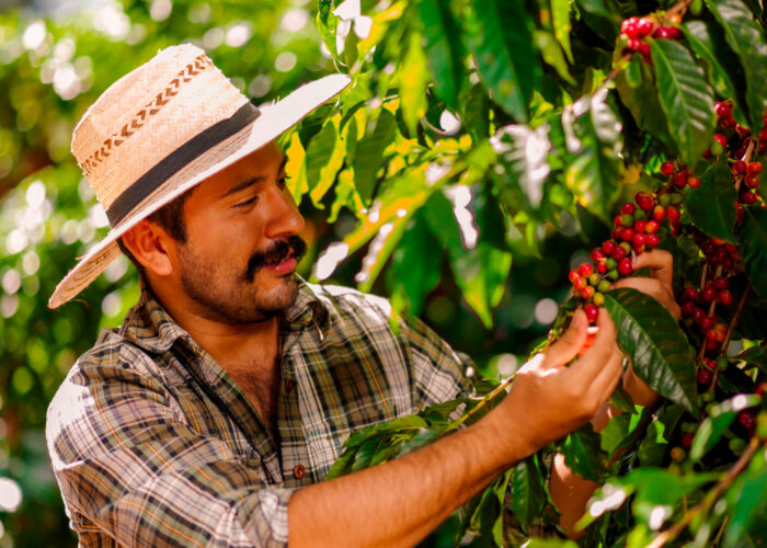 tour del cafe medellin